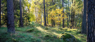 Skogsglänta med gräs, träd och stenar