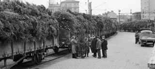 Godsvagnar lastade med julgranar vid Stockholms södra stationsbangård 1953
