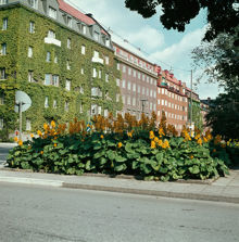 Nordvästra hörnet av Karlavägen och Banérgatan. Fasad täckt med murgröna
