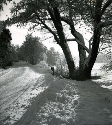 Träd i snöig, öppen skog.