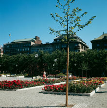 Rosenplanteringar i Kungsträdgården. I bakgrunden husen vid Kungsträdgårdsgatan 16-20