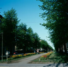 Planteringar i Karlavägsallén. Vy österut från Jungfrugatan