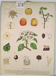 Äpple