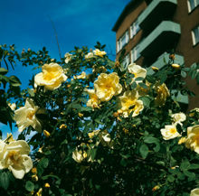 Gula rosor planterade i kv. Divisionen. I bakgrunden nordvästra hörnet av fastigheten på Valhallavägen 188 sett från gårdssidan