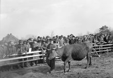 Auktion hos greve Stenbock på Sundby, Ornö