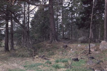 Gravhögen innan skogen på och rund den avverkades. 