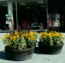 Sergelgatan. Blomsterarrangemang vid Hötorgsgången