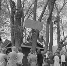 Kungsträdgården, maj 1971. Demonstrationer mot fällningen av almarna