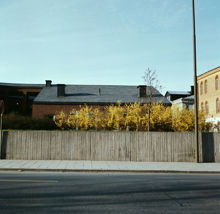 Blommande forsythia vid Musikhögskolan