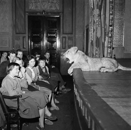 Hötorget 8, Konserthuset. Ungdomar lyssnar på Jan Högbergs föredrag Tacka vet jag djur. Flera djur visas upp, bland annat en lejonunge som gäspande tassade omkring på scenen