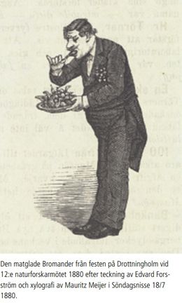Tidningsbild på en ätande Bromander.