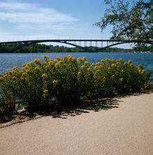 Blommor vid Norr Mälarstrands promenadväg. Vy mot Västerbron