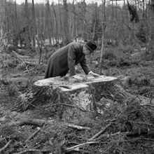 Ugglevikskärret. Dr Sten Selander visar på onödig och okunnig huggning av granar på norra Djurgården