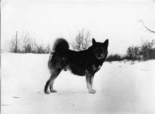 Manilla: Hund
