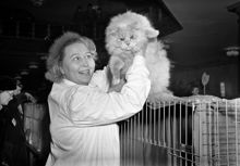 Birger Jarlsgatan 18, kattutställning i Ostermans marmorhallar. Porträtt av en kvinna som håller i en katt