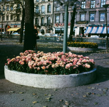 Blomsterplantering i Kungsträdgårdens norra del vid Hamngatan