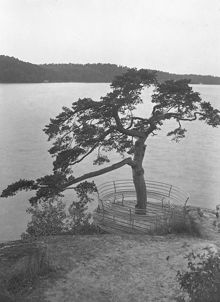 Strandmotiv från Brunnsviken vid Bergianska trädgården. Rund bänk med tall