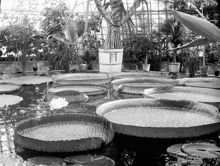 Interiör av Victoria-växthuset, Botaniska Trädgården
