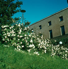 Observatorielunden mot Stadsbibliotekets södra fasad. Rosenbuskar ""New dawn""