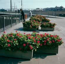 Pelargoner på Slussterrassen