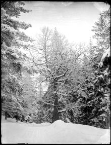 Vinterbild av en ek i Fiskartorpsskogen