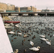 Fåglar på Strömmen. Från Strömgatan mot Strömbron