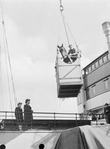 Lastning av friherrinnan Wredes hästar som ska med Finlandsbåten