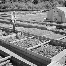 Trädgårdsdirektör Sven Green på Experimentalfältets planteringar av diverse plantor