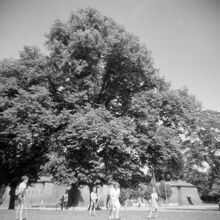 Krocketspel vid Koppartälten i Hagaparken