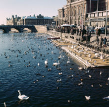 Fåglar på Strömmen. Från Strömbron mot Operan och Gustav Adolfs Torg