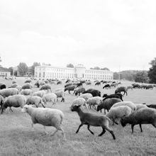Kungens får på bete vid Djurgårdsbrunnsvägen väster om Sjöhistoriska museet