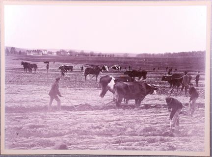 Svartvitt fotografi på pojkar som arbetar med jordbruk på uppfostringsanstalten Åkerbrukskolonin Hall.