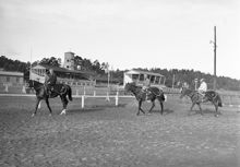 Ulriksdals kapplöpningsbana. Hästar och ryttare tränar inför ""Skandinaviskt Grand Prix"" följande dag