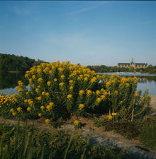 Blommor (Euphorbia) vid Källhagens trädgård. Vy åt väster, i fonden Nordiska Museet