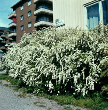 Buske, spirea, vid Valhallavägen 135