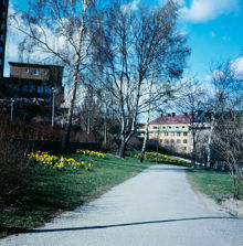 Påskliljor i parken (nuv. Sankt Göransparken) sydost om Kvinnohuset i östra Stadshagen. Vy åt norr mot kv. Dykaren