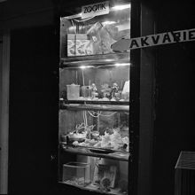 Mäster Samuelsgatan 52 C. Butiken Cohns Eftr. (burfåglar och akvariefisk)