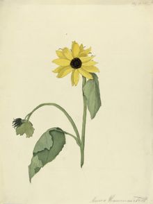 Solros av Anna Hammarstedt
