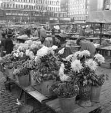Hötorget, blomförsäljning, chrysanthemum