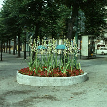 Kungsträdgården; plantering vid allén. Vy åt norr