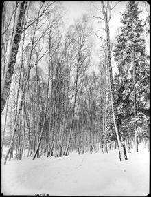 Björkskog vintertid i Stockholm