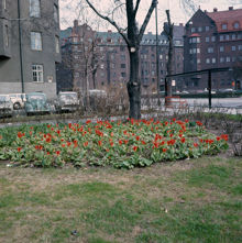 Tulpanplantering på Jarlaplan. Vy åt nordost