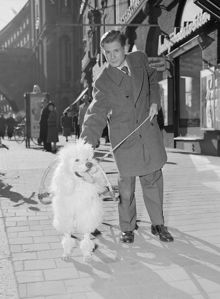 Kungsgatan. En hund på väg till hundutställning i Kungshallen