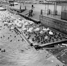 Norrström västerut från Strömbron. Strömgatan med trappa i kajen. I vattnet en flotte med fåglar