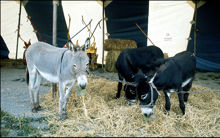 Cirkus Scott 1972