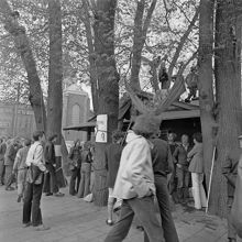 Kungsträdgården, maj 1971. Demonstrationer mot fällningen av almarna