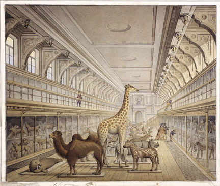 Exotiska djur på Naturhistoriska Riksmuseets utställning i Vetenskapsakademiens byggnad vid Wallingatan.