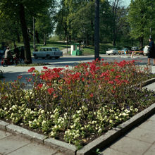 Plantering vid korsningen Sturegatan-Karlavägen. Floras Kulle i fonden
