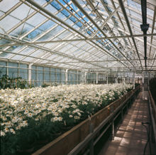 Haga Trädgård. Växthusinteriör med blommor