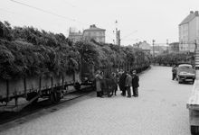 Stockholms södra godsstation. Största delen av Stockholms alla julgranar år 1953 har anlänt. Det är 25 vagnar, varav varje vagn rymmer 1000-1500 granar